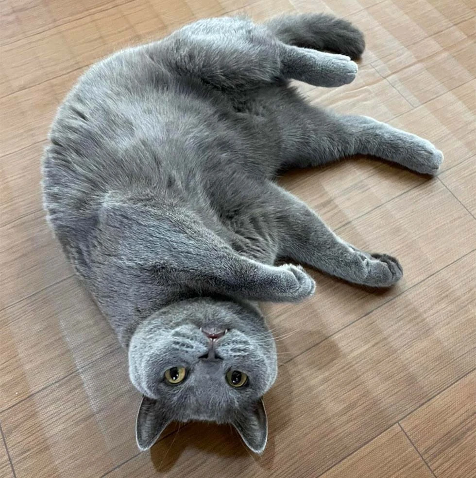 川本２