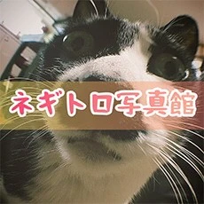 negitoro