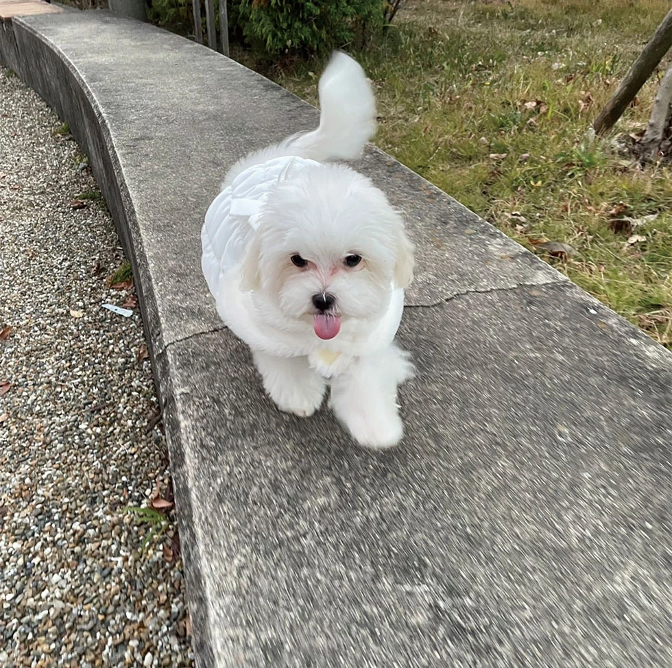 12月偏愛川本２
