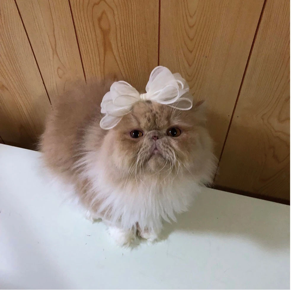 かわもと１