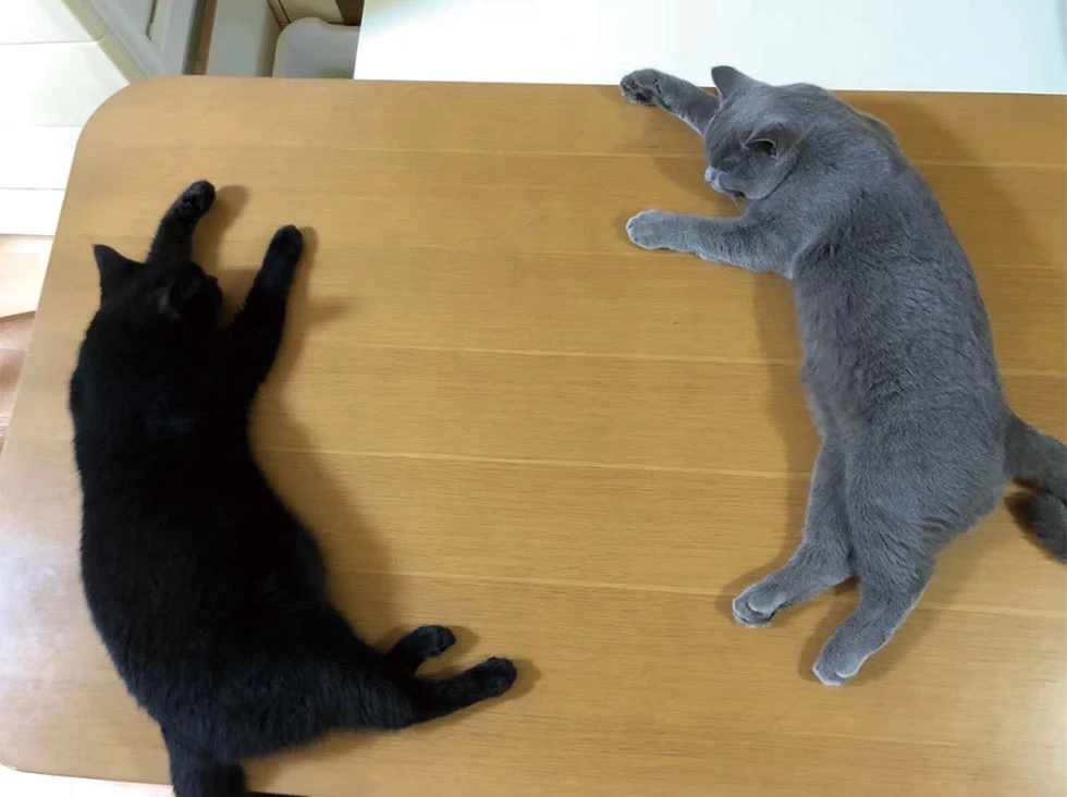 かわも2