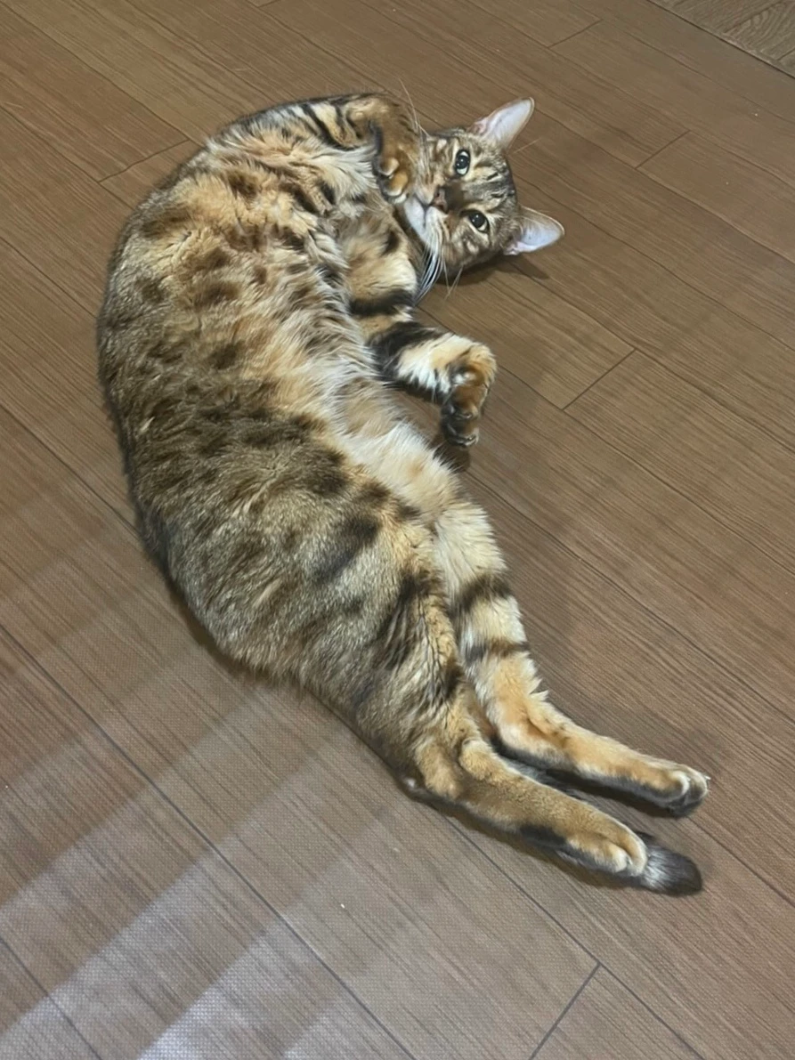 かわもと２